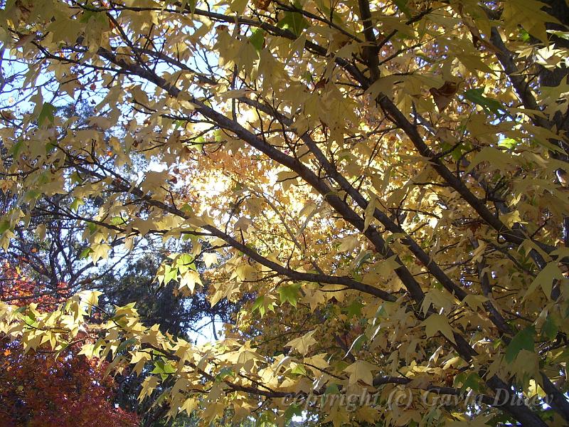 Autumn leaves, University of New England IMGP8890.JPG